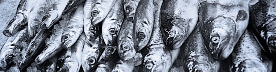 Shetland Catch - Herring & Mackerel